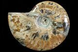 Lot: - Whole Polished Ammonites (Grade B/C) - Pieces #78031-6